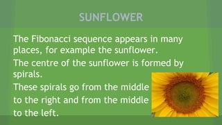 SUNFLOWER
The Fibonacci sequence appears in many
places, for example the sunflower.
The centre of the sunflower is formed by
spirals.
These spirals go from the middle
to the right and from the middle
to the left.
 