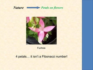 Fuchsia 4 petals… it isn’t a Fibonacci number! Nature   Petals on flowers 