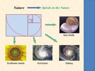 Nature   Spirals in the Nature Sunflower seeds Hurricane Galaxy Sea shells 