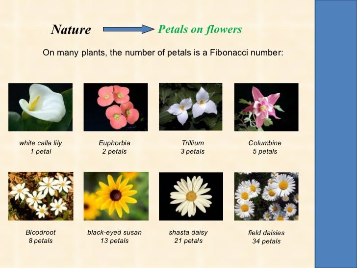 Fibonacci gold number