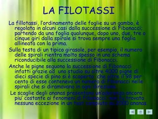 LA FILOTASSI
La fillotassi, l’ordinamento delle foglie su un gambo, è
   regolata in alcuni casi dalla successione di Fibonacci;
   partendo da una foglia qualunque, dopo uno, due, tre o
   cinque giri dalla spirale si trova sempre una foglia
   allineata con la prima.
Sulla testa di un tipico girasole, per esempio, il numero
   delle spirali rientra molto spesso in uno schema
   riconducibile alla successione di Fibonacci.
Anche le pigne seguono la successione di Fibonacci
   infatti grazie ad uno studio su oltre 4000 pigne di
   dieci specie di pino si è scoperto che oltre il 98 per
   cento di esse conteneva un numero di Fibonacci nelle
   spirali che si diramavano in ogni direzione.
 Le scaglie degli ananas presentano un’aderenza ancora
   piu’ costante ai fenomeni di Fibonacci: non fu trovata
   nessuna eccezione in un test compiuto su 2000 ananas.
 