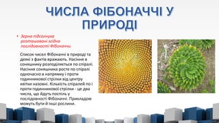 Числа Фібоначчі | PPT