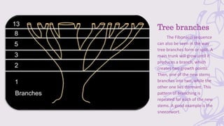 Fibonacci Numbers.pptx