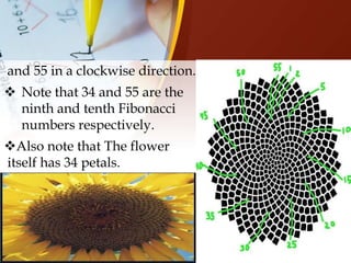 Fibonacci numbers and golden ratio | PPT