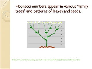 Fibonacci sequence | PPT