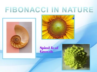 Spiral Leaf
Growth
 