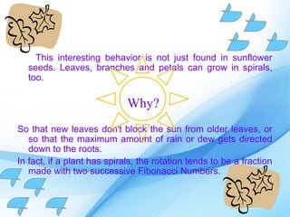 This interesting behavior is not just found in sunflower
  seeds. Leaves, branches and petals can grow in spirals,
  too.

                             Why?
So that new leaves don't block the sun from older leaves, or
   so that the maximum amount of rain or dew gets directed
   down to the roots.
In fact, if a plant has spirals, the rotation tends to be a fraction
   made with two successive Fibonacci Numbers.
 