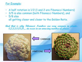 For Example:

• A half rotation is 1/2 (1 and 2 are Fibonacci Numbers)
• 3/5 is also common (both Fibonacci Numbers), and
• 5/8 also
  all getting closer and closer to the Golden Ratio.

And that is why Fibonacci Numbers are very common in plants.
  1,2,3,5,8,13,21,... etc occur in an amazing number of places.


                              CABBAGE




                       PINECONE
 