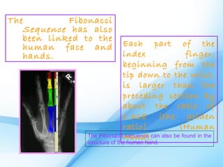 The         Fibonacci
   Sequence has also
   been linked to the
   human face and            Each part of the
   hands.                    index                   finger,
                             beginning from the
                             tip down to the wrist,
                             is larger than the
                             preceding section by
                             about the ratio of
                             1.618 (the golden
                             ratio)               (Human
                The FibonacciHand).
                              sequence can also be found in the
                structure of the human hand.
 