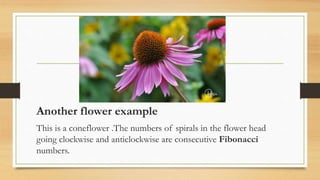 Another flower example
This is a coneflower .The numbers of spirals in the flower head
going clockwise and anticlockwise are consecutive Fibonacci
numbers.
 