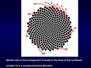 Fibonacci sequence and golden ratio