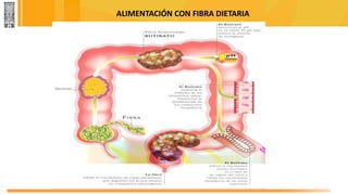 ALIMENTACIÓN CON FIBRA DIETARIA
 