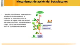 Mecanismos de acción del betaglucano:
• Como los ácidos biliares, necesarios para
la digestión de los alimentos, se
sintetizan en el hígado a partir de
colesterol, el hígado tiene que producir
más y para ello utiliza el colesterol de la
sangre, con lo que finalmente se
reducen los niveles de colesterol.
 