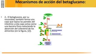 Mecanismos de acción del betaglucano:
• 2.- El betaglucano, por su
viscosidad, también forma una
capa que tapiza las paredes del
intestino y esta capa actúa como
una barrera física reduciendo la
absorción del colesterol de los
alimentos (en la figura, [2]).
 