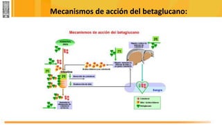 Mecanismos de acción del betaglucano:
 