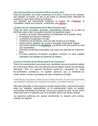 ¿En qué músculos se encuentra la fibra muscular roja?
Estas se encuentran con mayor predominio en el tronco, es decir en los músculos
que controlan la postura, ya que es allí donde se necesita menor velocidad de
contracción, pero mayor tiempo de actividad.
Los músculos que básicamente mantienen la postura son el trapecio, la
musculatura interna de la columna, el abdomen y los glúteos.
¿Cuáles son las características de la fibra muscular roja?
Todas las fibras musculares presentan características distintas, en el caso de
las fibras rojas o tipo I se pueden encontrar los siguientes rasgos:
 La línea Z es ancha. Esta mantiene a los filamentos de la proteína actina.
 El diámetro de la fibra es intermedio.
 La presencia de glucógeno es bajo.
 A diferencia de las blancas, tiene una alta resistencia a la fatiga.
 Posee muchos capilares, por lo que se encuentra fuertemente irrigado.
 Hay mucha presencia de mioglobina, y es debido a eso que poseen su color
rojo característico.
 Es la única de las fibras musculares que posee una velocidad de conducción
lenta.
 En estas predomina el sistema energético aeróbico, es decir aquellas
actividades que trabajan en presencia de oxígeno.
¿Cuál es la función de las fibras rojas de los músculos?
Todos los componentes musculares son importantes para que podamos realizar
los movimientos del día a día y los ejercicios que se realizan durante las actividades
deportivas. Pero en especial las fibras lentas son necesarias en todas
las actividades aeróbicas y en aquellos ejercicios que se mantienen por
mucho tiempo, es decir que poseen una gran resistencia a la fatiga.
"Estas fibras muscularesa diferencia de las fibras blancas, se usan en los ejercicios
que requieren mantener una resistencia constante, y no ejercer fuerza".
Otro dato sobre ellas, es que aunque no poseen mucha fuerza, como los otros tipos
estas son utilizadas especialmente en el entrenamiento donde se realizan
movimientos mantenidos en el tiempo, como ocurre cuando se corre, camina, en las
clases tipo baile y en todas las que no se requiere ejercer una fuerza excesiva.
Los ejercicios aeróbicos son usados comúnmente en deporte como running,
ciclistas y la natación.
 