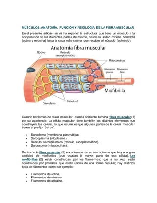 MÚSCULOS. ANATOMÍA, FUNCIÓN Y FISIOLOGÍA DE LA FIBRA MUSCULAR
En el presente artículo se va ha exponer la estructura que tiene un músculo y la
composición de las diferentes partes del mismo, desde la unidad mínima contráctil
(actina y miosina) hasta la capa más externa que recubre al músculo (epimisio).
Cuando hablamos de célula muscular, es más corriente llamarla fibra muscular (1)
por su apariencia. La célula muscular tiene también los distintos elementos que
constituyen las células, lo que ocurre es que algunas partes de la célula muscular
tienen el prefijo “Sarco”:
 Sarcolema (membrana plasmática).
 Sarcoplasma (citoplasma).
 Retículo sarcoplásmico (retículo endoplasmático).
 Sarcosoma (mitocondrias).
Dentro de la fibra muscular (3) encontramos en su sarcoplasma que hay una gran
cantidad de miofibrillas (que ocupan la mayor parte de esa célula). Las
miofibrillas (2) están constituidas por los filamentos; que a su vez, están
constituidos por proteínas que están unidas de una forma peculiar; hay distintos
tipos de filamentos como por ejemplo:
 Filamentos de actina.
 Filamentos de miosina.
 Filamentos de nebulina.
 