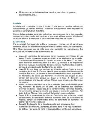  Moléculas de proteínas (actina, miosina, nebulina, troponina,
tropomiosina, etc.).
La triada
La triada está constituida por los 2 túbulos T y la vesícula terminal del retículo
sarcoplásmico (o cisterna terminal). El retículo sarcoplásmico está dispuesto en
paralelo al eje longitudinal de la fibra.
Dentro de las vesículas terminales del retículo sarcoplásmico de la fibra muscular
vamos a encontrar calcio, ese calcio es el que se va a liberar cuando el potencial
de acción alcanza el interior de la célula muscular mediante los túbulos T.
El sarcómero
Es la unidad funcional de la fibra muscular, porque en el sarcómero
tenemos todos los elementos que permiten a la fibra muscular contraerse.
Una fibra muscular no es más que una sucesión de sarcómeros. La
estructura fundamental del sarcómero es:
 Lineas Z: Los límites del sarcómero vienen marcados por 2 líneas Z. Las
líneas Z están dispuestas en perpendicular al eje longitudinal de la célula.
Los filamentos de actina se encuentran anclados a las líneas Z, por tanto,
estos filamentos están dispuestos a la línea Z y paralelos al eje longitudinal
de la fibra muscular. En el centro del sarcómero no hay filamentos de actina.
La linea Z sirve para anclar los filamentos de actina.
 Linea M: Es una línea que hay justo en el centro del sarcómero y que es
paralela a las líneas Z. En esta linea M están anclados los filamentos de
miosina. Por tanto, los filamentos de miosina están dispuestos en paralelo a
los filamentos de actina. Los filamentos de miosina solo ocupan la zona
central del sarcómero porque no llegan a la linea Z. También son
perpendiculares a la línea Z. La linea M sirve como anclaje a los filamentos
de miosina.
 Banda I: En las zonas claras de la célula muscular (vista al microscopio) solo
hay filamentos de actina, por lo tanto, en los extremos del sarcómero
tenemos una banda I a cada lado. En la banda I solo hay filamentos de actina,
no hay miosina, porque la miosina solo ocupa el centro del sarcómero. Por
tanto, la linea Z lo que hace es dividir la banda I en dos mitades.
 Banda A: Es la zona oscura del músculo. Esta banda está en la zona central
del sarcómero. En esta banda tenemos filamentos tanto de actina como de
miosina, porque en determinadas zonas del sarcómero los filamentos de
actina y de miosina se solapan.
 Zona H: Es la parte de la banda A en la que solamente hay
filamentos de miosina, por tanto, en esta zona H no hay filamentos
de actina. Por tanto, la zona H ocupa justo el centro del sarcómero.
 