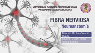 FIBRA NERVIOSA
Neuroanatomía
Docente: Dr. Juan Salazar
Huerta
Alumno: Oscar Frankis
Tarrillo Castillo
 