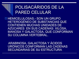 POLISACÁRIDOS DE LA PARED CELULAR HEMICELULOSAS.- SON UN GRUPO HETEROGÉNEO DE SUBSTANCIAS QUE CONTIENEN MUCHAS UNIDADES DE AZÚCARES  EN SUS CADENAS: XILOSA, MANOSA Y GALACTOSA, QUE CONFORMAN SU COLUMNA VERTEBRAL.  ARABINOSA, GALACTOSA Y ÁCIDOS URÓNICOS CONFORMAN LAS CADENAS SECUNDARIAS DE SU ESTRUCTURA 