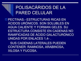 POLISACÁRIDOS DE LA PARED CELULAR PECTINAS.- ESTRUCTURAS RICAS EN ÁCIDOS URÓNICOS. SON SOLUBLES EN AGUA CALIENTE Y FORMAN GELES. SU ESTRUCTURA CONSISTE EN CADENAS NO RAMIFICADAS DE ÁCIDO GALACTURÓNICO UNIDAS POR ENLACES 1,4- . SUS CADENAS LATERALES PUEDEN CONTENER: RAMNOSA, ARABINOSA, XILOSA Y FUCOSA. 