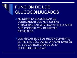 FUNCIÓN DE LOS GLUCOCONJUGADOS MEJORAN LA SOLUBILIDAD DE SUBSTANCIAS QUE NO PODRÍAN ATRAVESAR LAS MEMBRANAS CELULARES QUE CONSTITUYEN BARRERAS NATURALES. LOS MECANISMOS DE RECONOCIMIENTO ENTRE LAS CÉLULAS SE APOYAN TAMBIÉN EN LOS CARBOHIDRATOS DE LA SUPERFICIE CELULAR. 