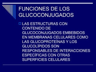 FUNCIONES DE LOS GLUCOCONJUGADOS LAS ESTRUCTURAS CON CONTENIDO DE GLUCOCONJUGADOS EMBEBIDOS EN MEMBRANAS CELULARES COMO LAS GLUCOPROTEÍNAS Y LOS GLUCOLÍPIDOS SON RESPONSABLES DE INTERACCIONES ESPECÍFICAS CON OTRAS SUPERFICIES CELULARES 