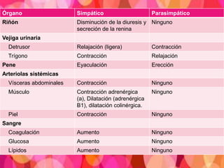 Órgano Simpático Parasimpático
Riñón Disminución de la diuresis y
secreción de la renina
Ninguno
Vejiga urinaria
Detrusor Relajación (ligera) Contracción
Trígono Contracción Relajación
Pene Eyaculación Erección
Arteriolas sistémicas
Vísceras abdominales Contracción Ninguno
Músculo Contracción adrenérgica
(a), Dilatación (adrenérgica
B1), dilatación colinérgica.
Ninguno
Piel Contracción Ninguno
Sangre
Coagulación Aumento Ninguno
Glucosa Aumento Ninguno
Lípidos Aumento Ninguno
 