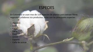 ESPECIES
En Colombia se usan mas de 114 especies de plantas para extraer fibras
vegetales y elaboras sus productos, estas son las principales especies.
- Algodón
- Lino
- Fique
- Iraca
- Enea
- Junco
- Esparto
- Caña de azúcar
 