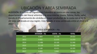 UBICACIÓN Y AREA SEMBRADA
ALGODÓN: El cultivo de algodón en Colombia se centra en dos zonas, los
departamentos del litoral atlántico y la zona interior (meta, Tolima, Huila, valle),
siendo el departamento de córdoba el mayor productor de la costa con el 42 %
del área sembrada en esa región. Esta ha sido el área sembrada entre el 2012 y el
2017:
AREA SEMBRADA – Ha
INTERIOR – Ha COSTA – Ha TOTAL
2012 6.864 22.158 29.022
2013 9.400 21.670 31.070
2014 11.486 20.100 31.946
2015 10.130 21.334 31.464
2016 6.148 10.411 16.595
2017 4.800 3.960 8.760
 