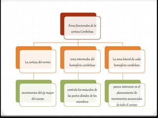 Áreas funcionales de la
corteza Cerebelosa
La corteza del vermis
movimientos del eje mayor
del cuerpo
zona intermedia del
hemisferio cerebeloso
controla los músculos de
las partes distales de los
miembros
La zona lateral de cada
hemisferio cerebeloso
parece intervenir en el
planeamiento de
movimientos secuenciales
de todo el cuerpo
 