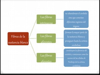 Fibras de la
sustancia blanca
Las fibras
intrínsecas
no abandonan el cerebelo
sino que conectan
diferentes regiones del
órgano
Las fibras
aferentes
forman la mayor parte de
la sustancia blanca y
prosiguen hasta la corteza
cerebelosa
Las fibras
eferentes
constituyen la eferencia del
cerebelo y comienzan como los
axones de las células de
Purkinje de la corteza
cerebelosa
 