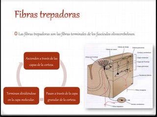 0 Las fibras trepadoras son las fibras terminales de los fascículos olivocerebelosos.
Ascienden a través de las
capas de la corteza.
Pasan a través de la capa
granular de la corteza.
Terminan dividiéndose
en la capa molecular.
 