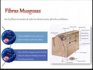 Son las fibras terminales de todos los demás tractos aferentes cerebelosos.
Tienen múltiples ramas y ejercen un
efecto excitador mucho más difuso.
Una sola fibra musgosa puede estimular
miles de células de Purkinje a través de
las células granulosas.
 
