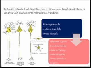 La función del resto de células de la corteza cerebelosa, como las células estrelladas en
cesta y de Golgi es actuar como interneuronas inhibidoras.
Se cree que no solo
limitan el área de la
corteza excitada.
Influyen en el grado
de excitación de las
células de Purkinje
producida por las
fibras treparodas y
musgosas.
 