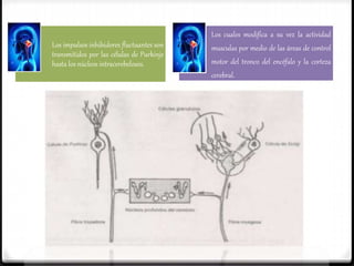 Los impulsos inhibidores fluctuantes son
transmitidos por las células de Purkinje
hasta los núcleos intracerebelosos.
Los cuales modifica a su vez la actividad
musculas por medio de las áreas de control
motor del tronco del encéfalo y la corteza
cerebral.
 