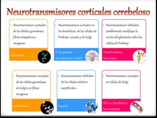 • Neurotransmisor excitador
de las délulas granulosas,
fibras trepadoras y
musgosas.
Glutamato
• Neurotransmisor excitador en
las dendríticas de las células de
Purkinje, canasta y de Golgi.
Ácido gamma-
aminobutírico (GABA)
• Neurotransmisor inhibidor,
posiblemente modifique la
acción del glutamato sobre las
células de Purkinje.
Noradrenalina y
Serotonina
• Neurotransmisor excitador
de las células granulosas,
de Golgi y en fibras
musgosas.
Acetilcolina
• Neurotransmisor inhibidor
de las células estelares
superficiales.
Taurina
• Neurotransmisor excitador
en células de Golgi.
Glicina, Encefalina y
Somatostatina
 