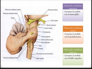 Pedúnculos cerebelosos
superiores
• Conectan el cerebelo
con el mesencéfalo.
Pedúnculos cerebelosos
medios
• Conectan el cerebelo
con la protuberancia.
Pedúnculos cerebelosos
inferiores
• Conectan el cerebelo
con el bulbo raquídeo.
 