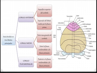 Está dividido en
tres lóbulos
principales
LOBULO ANTERIOR
Superficie superior
del cerebelo
Separado del lóbulo
medio por la fisura
prima
LÓBULO MEDIO
Parte mas grande del
cerebelo
Entre la fisura
uvulonodular y la
fisura primaria
LOBULO
FLOCUNODULAR
Posterior a la fisura
uvulonodular y la
fisura primaria
 