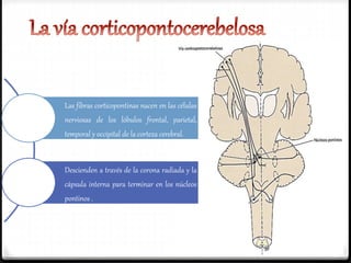 Las fibras corticopontinas nacen en las células
nerviosas de los lóbulos frontal, parietal,
temporal y occipital de la corteza cerebral.
Descienden a través de la corona radiada y la
cápsula interna para terminar en los núcleos
pontinos .
 