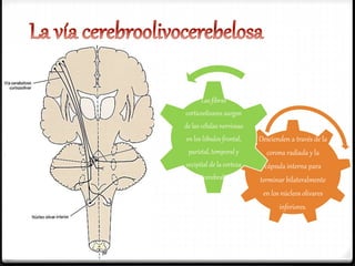 Descienden a través de la
corona radiada y la
cápsula interna para
terminar bilateralmente
en los núcleos olivares
inferiores.
Las fibras
corticoolivares surgen
de las células nerviosas
en los lóbulos frontal,
parietal, temporal y
occipital de la corteza
cerebral
 