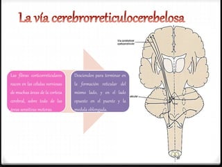 Las fibras corticorreticulares
nacen en las células nerviosas
de muchas áreas de la corteza
cerebral, sobre todo de las
áreas sensitivas motoras.
Descienden para terminar en
la formación reticular del
mismo lado, y en el lado
opuesto en el puente y la
medula oblongada.
 