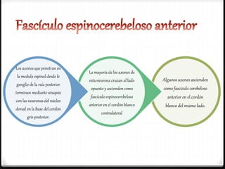 Algunos axones ascienden
como fascículo cerebeloso
anterior en el cordón
blanco del mismo lado.
La mayoría de los axones de
esta neurona cruzan al lado
opuesto y ascienden como
fascículo espinocerebeloso
anterior en el cordón blanco
contralateral
Los axones que penetran en
la medula espinal desde le
ganglio de la raíz posterior
terminan mediante sinapsis
con las neuronas del núcleo
dorsal en la base del cordón
gris posterior.
 