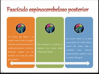 Los axones que llegan a la
medula espinal desde el ganglio
radicular posterior penetran en el
cordón gris posterior, y terminan
formando sinapsis con las
neuronas en la base del cordón
gros posterior.
Estas neuronas se conocen en
conjunto como núcleo dorsal
(columna de Clarke).
Sus axones entran en la parte
posterolateal del cordón blanco
lateral del mismo lado y
ascienden como fascículo
espinocerebeloso posterior hasta
la medula oblongada.
 