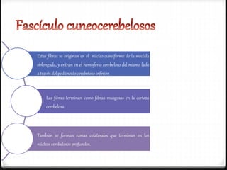 Estas fibras se originan en el núcleo cuneiforme de la medula
oblongada, y entran en el hemisferio cerebeloso del mismo lado
a través del pedúnculo cerebeloso inferior.
Las fibras terminan como fibras musgosas en la corteza
cerebelosa.
También se forman ramas colaterales que terminan en los
núcleos cerebelosos profundos.
 