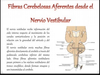 El nervio vestibular recibe información del
oído interno respecto al movimiento de los
canales semiarticulares y la posición en
relación con la gravedad del utrículo y del
sáculo.
El nervio vestibular envía muchas fibras
aferentes directamente al cerebelo a través del
pedúnculo cerebeloso inferior del mismo
lado. Otras fibras aferentes vestibulares
pasan primero a los núcleos vestibulares del
tronco encefálico, donde forman sinapsis y
son transmitidas al cerebelo.
 