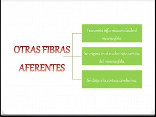 Transmite informacion desde el
mesencefalo.
Se origina en el nucleo rojo, lamina
del mesencefalo.
Se dirije a la corteza cerebelosa.
 