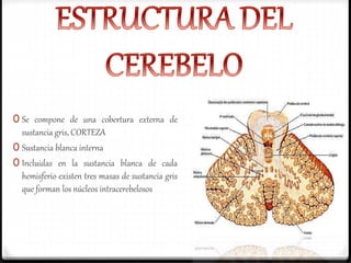 0 Se compone de una cobertura externa de
sustancia gris, CORTEZA
0 Sustancia blanca interna
0 Incluidas en la sustancia blanca de cada
hemisferio existen tres masas de sustancia gris
que forman los núcleos intracerebelosos
 