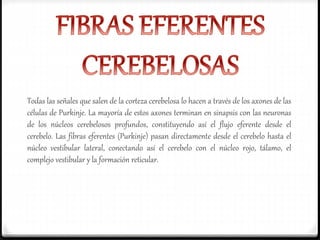 Todas las señales que salen de la corteza cerebelosa lo hacen a través de los axones de las
células de Purkinje. La mayoría de estos axones terminan en sinapsis con las neuronas
de los núcleos cerebelosos profundos, constituyendo así el flujo eferente desde el
cerebelo. Las fibras eferentes (Purkinje) pasan directamente desde el cerebelo hasta el
núcleo vestibular lateral, conectando así el cerebelo con el núcleo rojo, tálamo, el
complejo vestibular y la formación reticular.
 