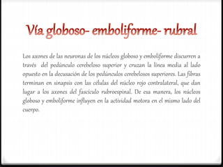 Los axones de las neuronas de los núcleos globoso y emboliforme discurren a
través del pedúnculo cerebeloso superior y cruzan la línea media al lado
opuesto en la decusación de los pedúnculos cerebelosos superiores. Las fibras
terminan en sinapsis con las células del núcleo rojo contralateral, que dan
lugar a los axones del fascículo rubroespinal. De esa manera, los núcleos
globoso y emboliforme influyen en la actividad motora en el mismo lado del
cuerpo.
 